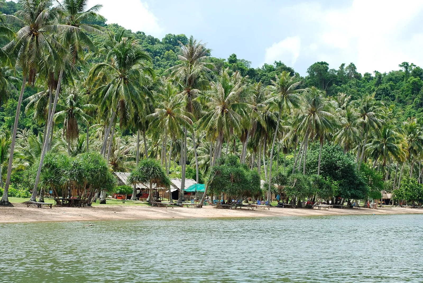 Plaża na wyspie Koh Tonsay z gęstym gajem palm kokosowych