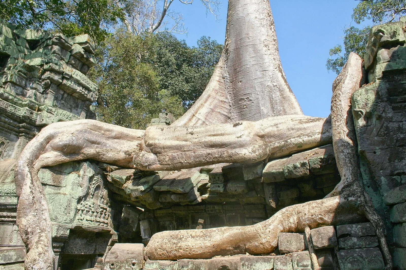 Potężne korzenie drzewa oplatające kamienny mur świątyni Ta Prohm