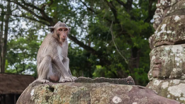 Południowa brama Angkor Thom z makakiem siedzącym na kamieniu