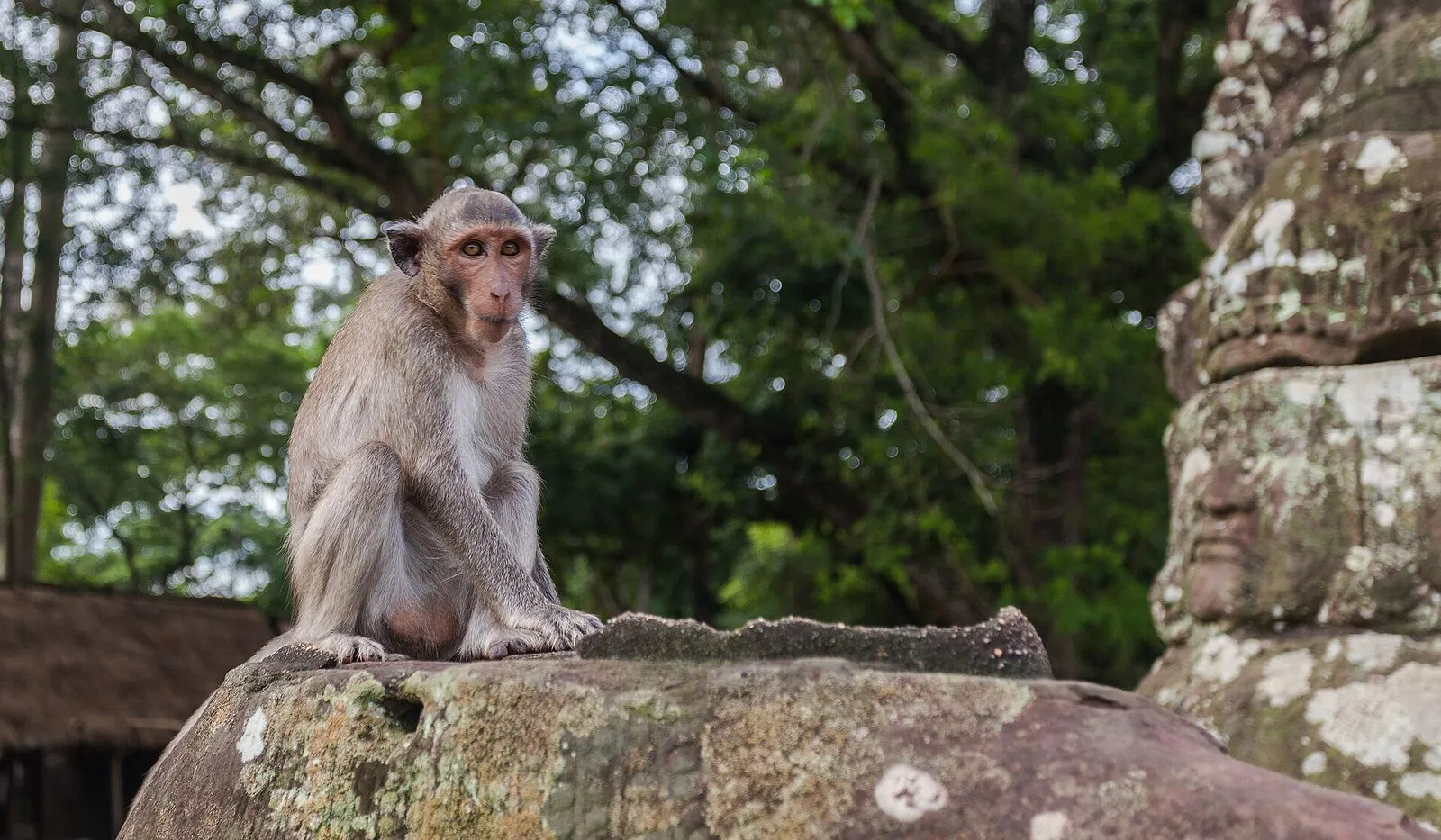 Południowa brama Angkor Thom z makakiem siedzącym na kamieniu