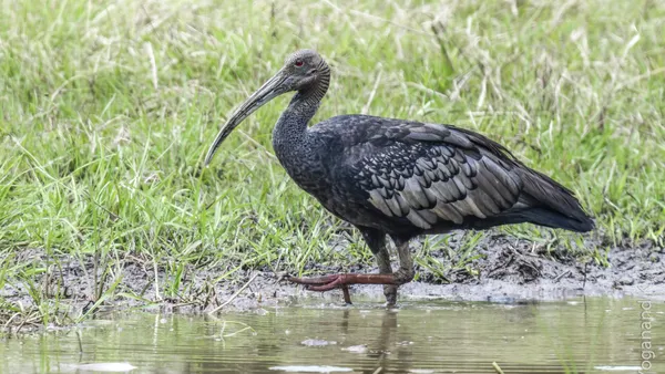 Ibis olbrzymi szukający pokarmu na podmokłej łące