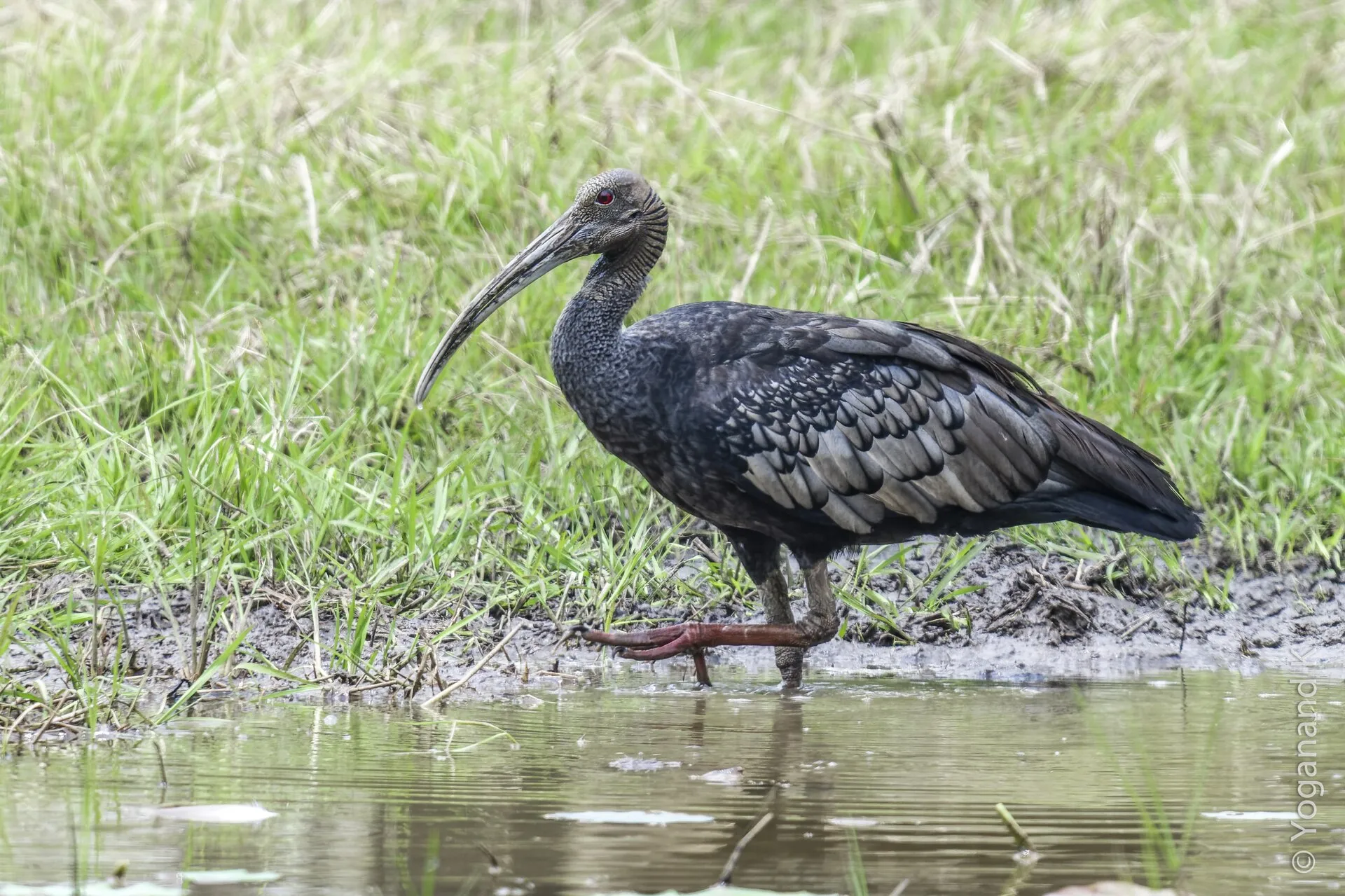 Ibis olbrzymi szukający pokarmu na podmokłej łące