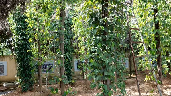 Pnącza pieprzu na palikach na plantacji w prowincji Kampot