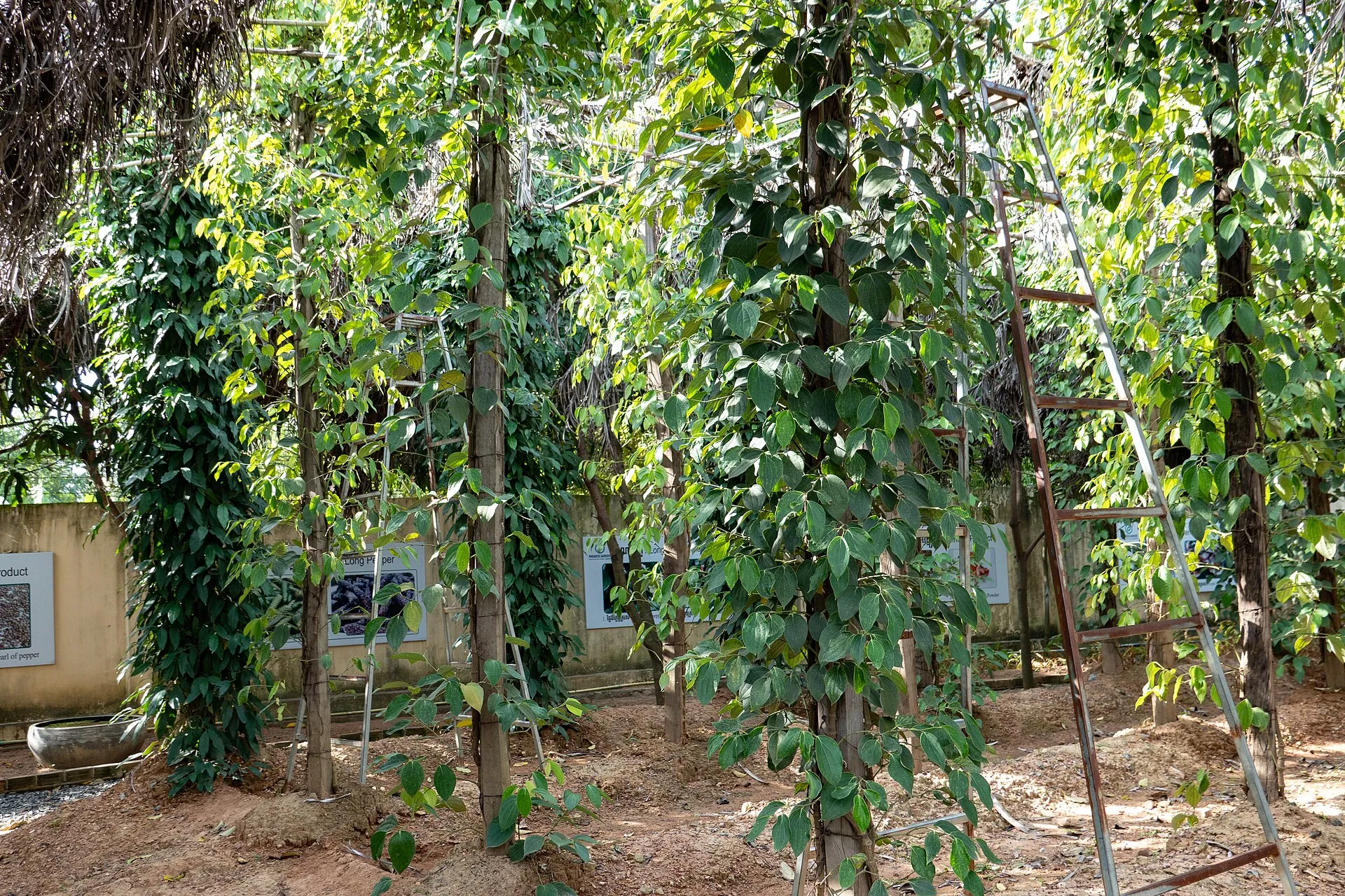 Pnącza pieprzu na palikach na plantacji w prowincji Kampot