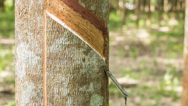 Pień kauczukowca z ukośnym nacięciem, z którego spływa biały lateks, w tle rzędy drzew na plantacji