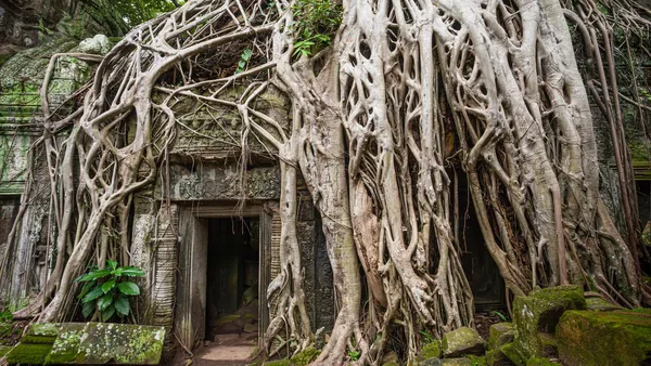 Korzenie drzewa oplatające kamienne wejście do galerii świątyni Ta Prohm