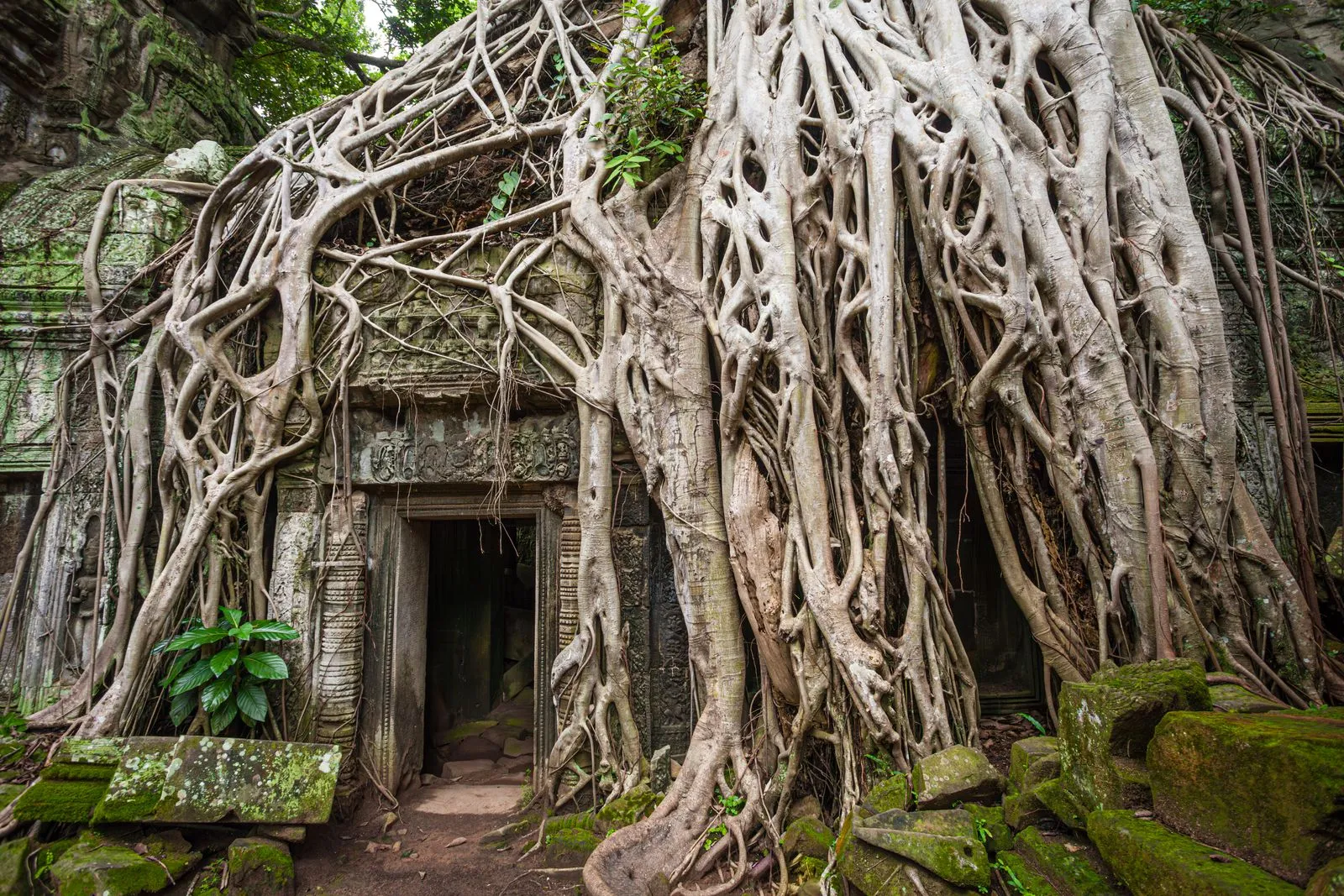 Korzenie drzewa oplatające kamienne wejście do galerii świątyni Ta Prohm